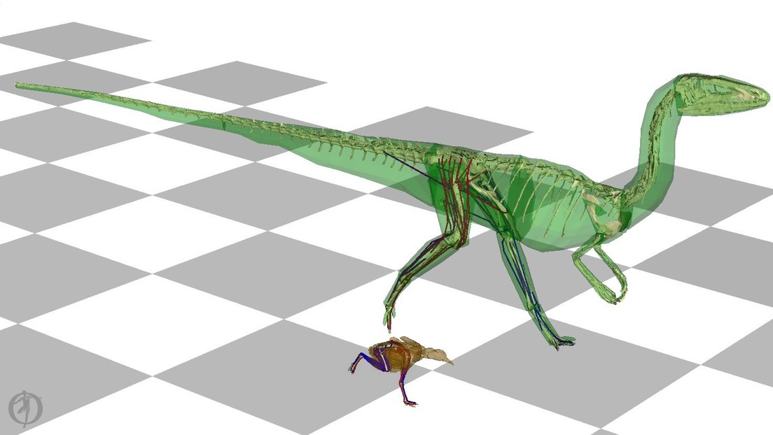 Una simulación computarizada en 3D demuestra que los dinosaurios de la familia de los T-rex movían su cola de lado a lado mientras corrían