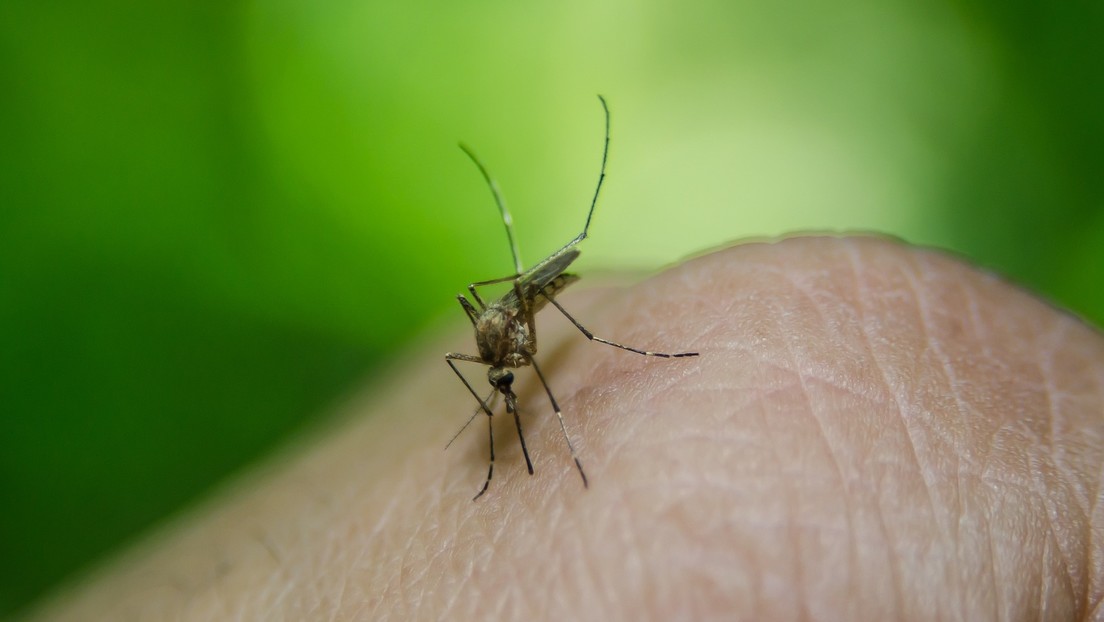 Investigadores detectan una variante de la malaria resistente a un fármaco clave para su curación en África