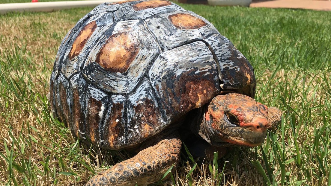 Voluntarios brasileños entran al Libro Guinness de los Récords por reconstruir e implantar con éxito el primer caparazón de tortuga impreso en 3D