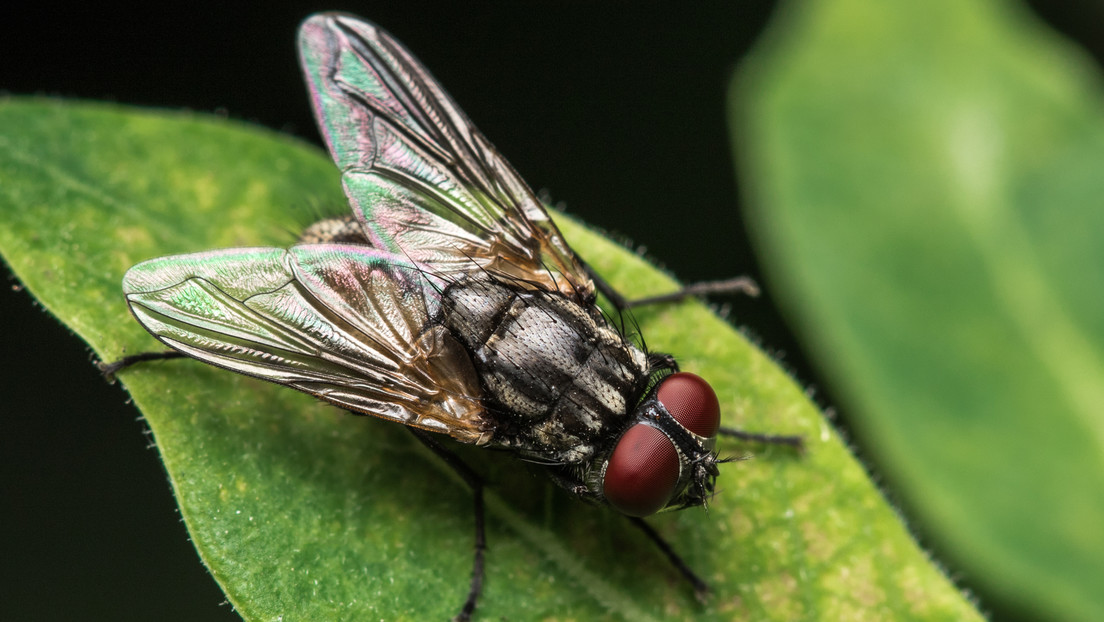 VIDEO: Científicos logran convertir en un audio 'aterrador' los químicos defensivos liberados por larvas de moscas