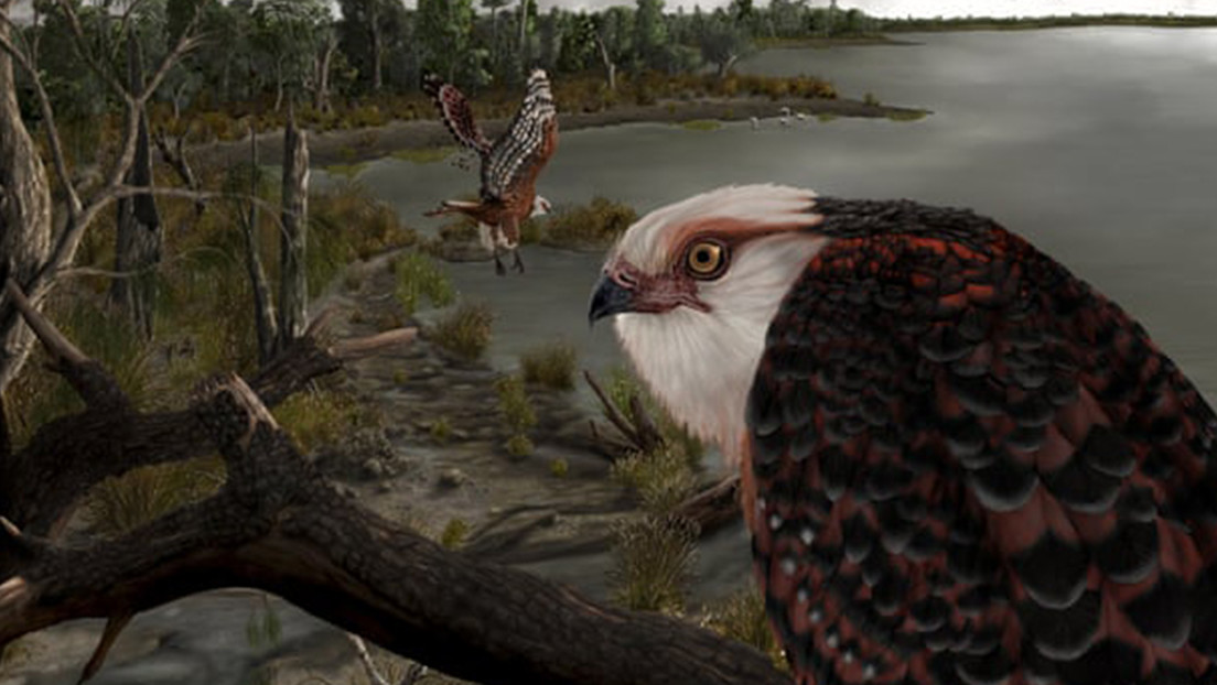 Encuentran un fósil de águila de unos 25 millones de años considerada una de las aves rapaces más antiguas del mundo