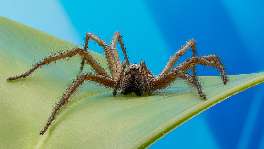 La araña invasora Joro, del tamaño de la palma de una mano, se extiende por el sur de EE.UU. pero esto no asusta a los entomólogos (FOTOS)