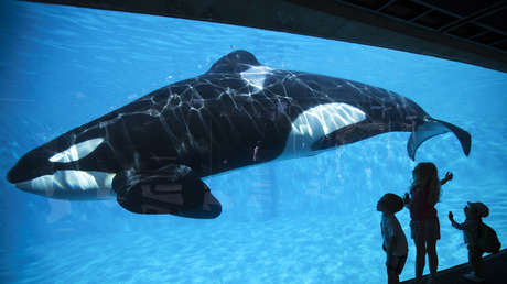 VIDEO: La orca "más solitaria del mundo" es captada golpeándose con desespero contra el vidrio de su estanque