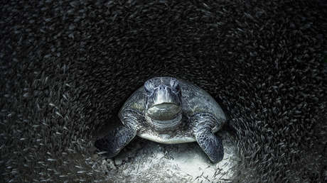 'La tortuga se llevó el gato al agua': estas son las impactantes imágenes ganadoras del premio Ocean Photography 2021