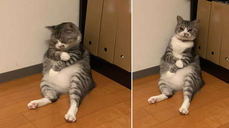 Un gato se queda dormido de forma adorable contra una pared  y se convierte en un divertido meme