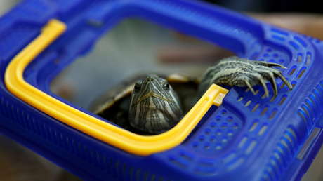 Una tortuga detiene el tráfico aéreo en un aeropuerto de Japón