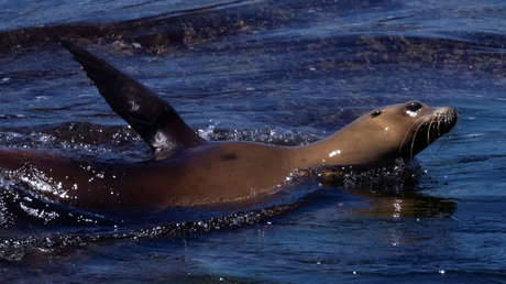 VIDEO: Un león marino se sube al barco de una mujer para ponerse a salvo de las orcas que lo perseguían y ella lo expulsa
