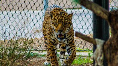 VIDEO: Una mujer en la India se defiende con su bastón del ataque de un leopardo