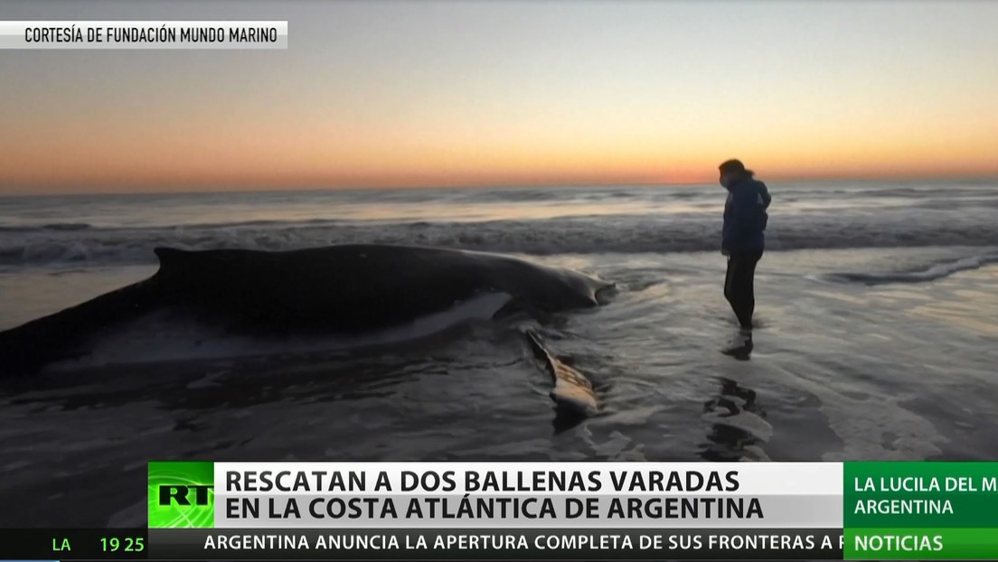 Dos enormes ballenas jorobadas varadas en la costa de Argentina son rescatadas y devueltas al mar