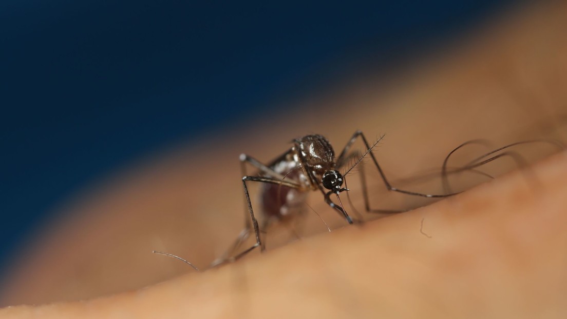 Desarrollan un antiviral "ultrapotente" capaz de tratar las cuatro variantes del virus responsable del dengue