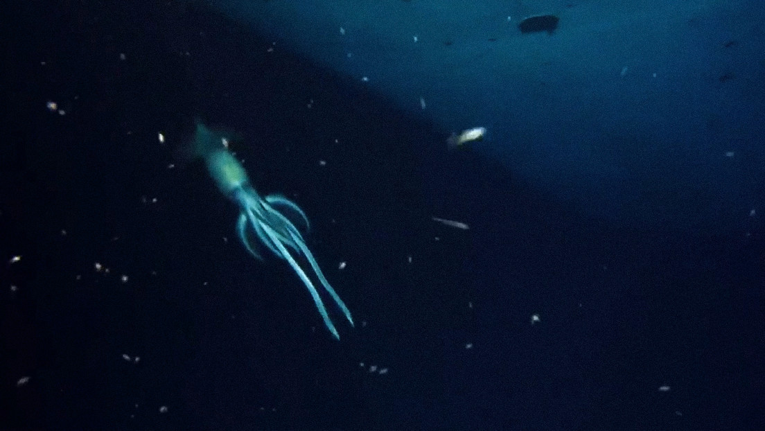 VIDEOS: Captan un calamar gigante alrededor de un naufragio a unos 850 metros de profundidad en el mar Rojo