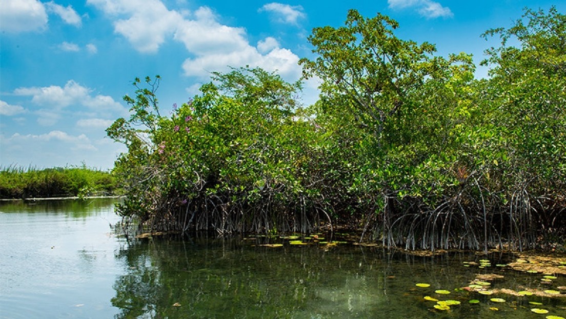 Descubren un "extraordinario" bosque de manglares de más de 120.000 años en el corazón de la península de Yucatán (FOTOS y VIDEOS)