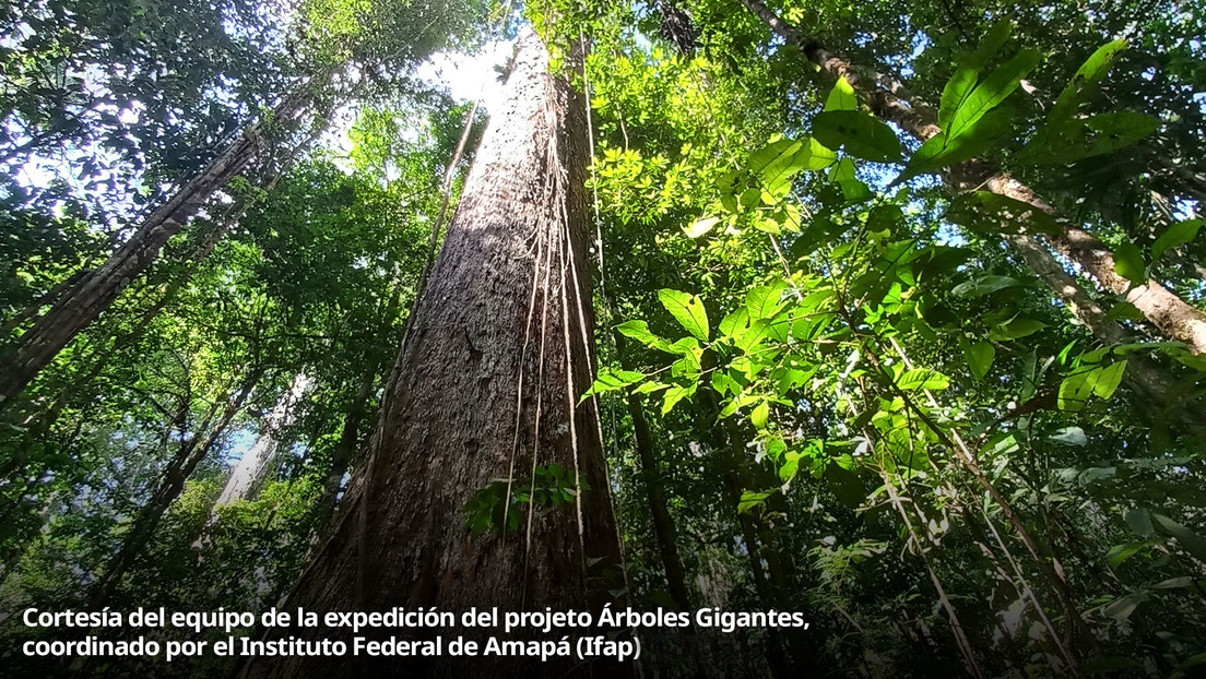 En busca de árboles gigantes escondidos en las profundidades de la Amazonía (VIDEO)