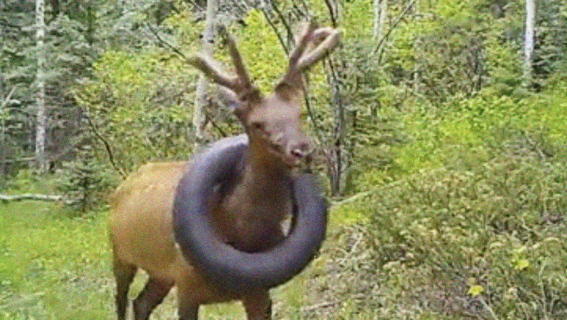 Logran liberar después de dos años a un ciervo que tenía un neumático atascado en el cuello
