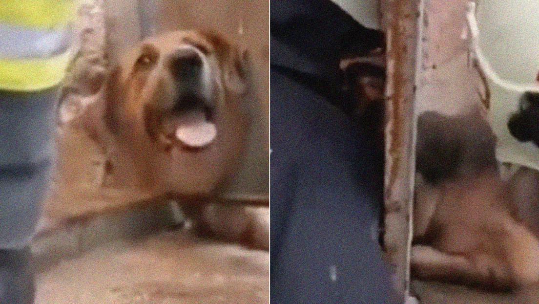 VIDEO: Bomberos rescatan a un perro cuya cabeza quedó atrapada en una puerta metálica