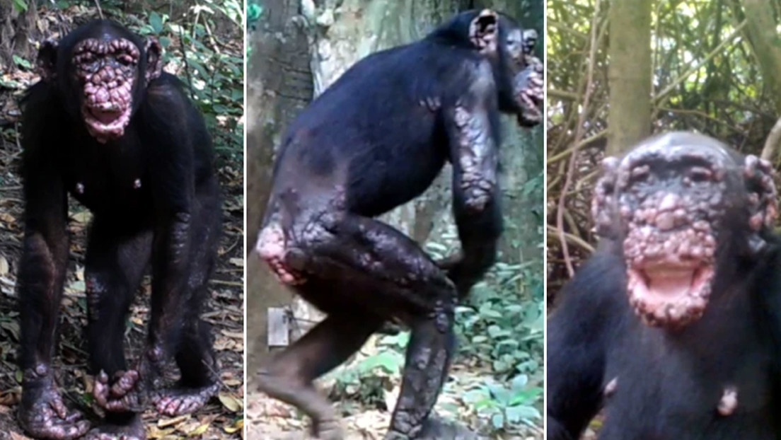 Diagnostican por primera vez la lepra en chimpancés salvajes