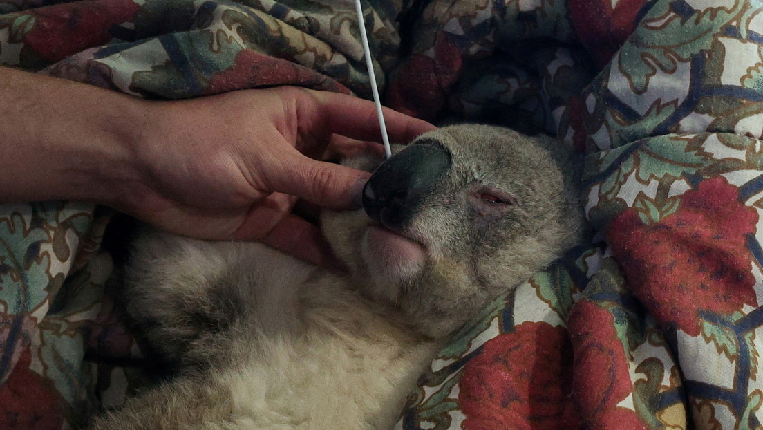 Unos 400 koalas australianos serán vacunados contra la clamidia, lo que podría ser fundamental para su supervivencia a largo plazo