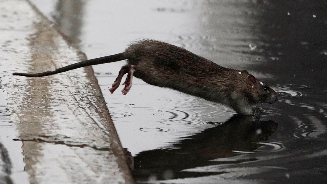 Alerta en Nueva York por el aumento récord de casos de una rara enfermedad trasmitida por ratas
