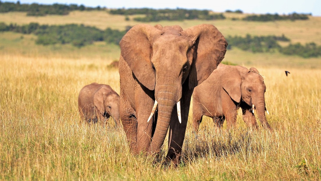 Nueva evidencia sugiere que la cacería furtiva ha causado que los elefantes evolucionen para no desarrollar colmillos