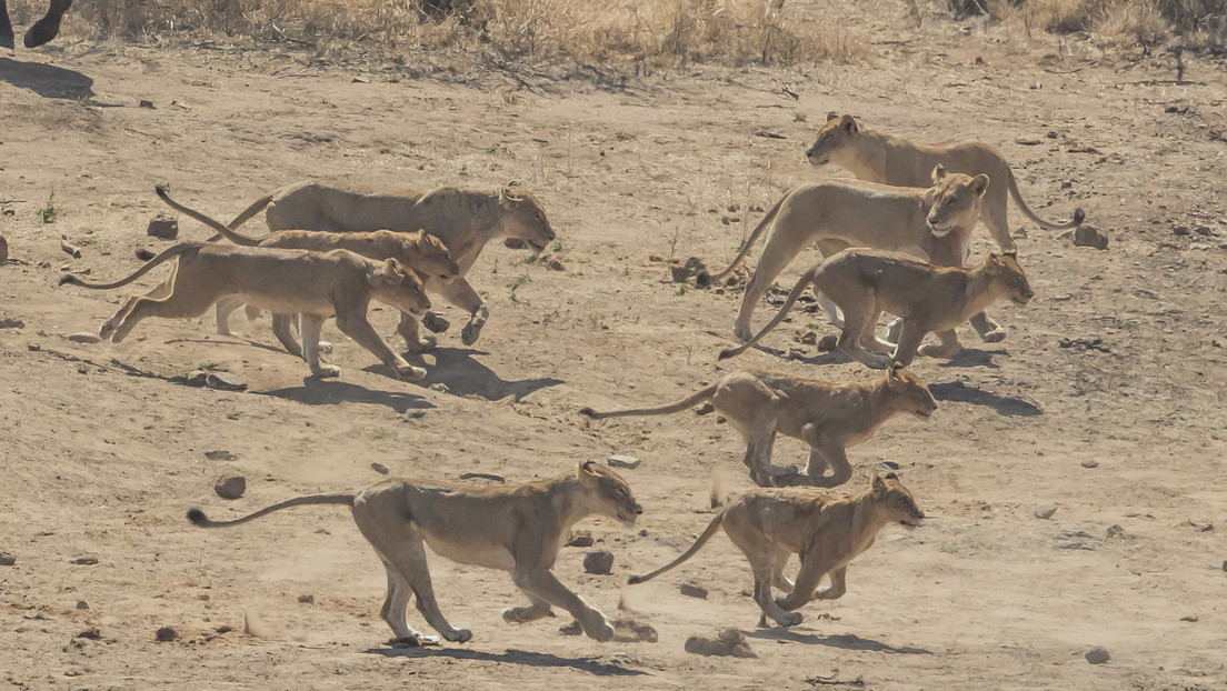 Una veintena de leonas abrevando de un río alineadas hombro con hombro sorprenden visitantes de un parque nacional  (VIDEO)