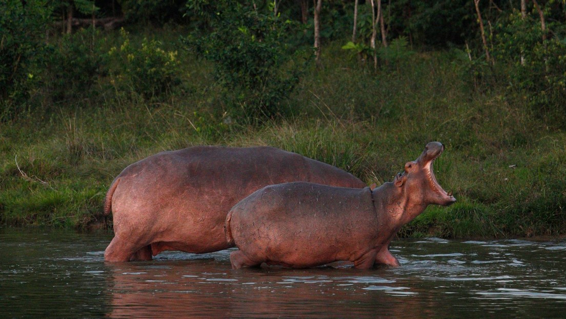 Un tribunal de EE.UU. otorga estatus de "persona jurídica" a los hipopótamos de Pablo Escobar