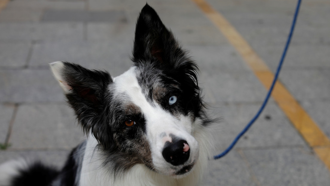 "Sentencia pionera": Otorgan la custodia compartida de un perro a una pareja en España