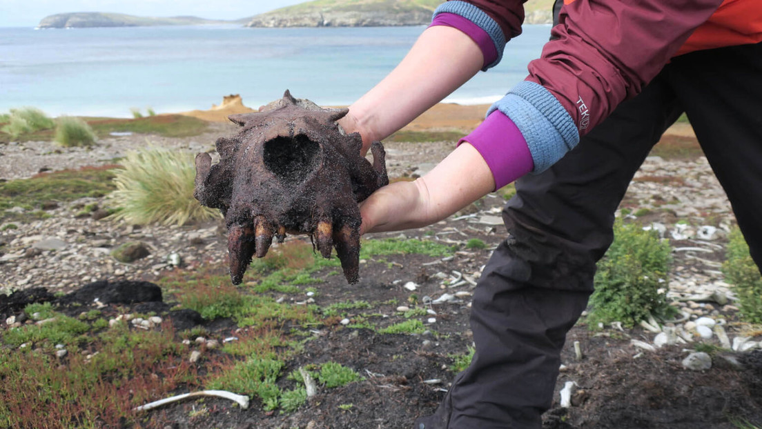 Hallan evidencias de actividad humana prehistórica en las Islas Malvinas