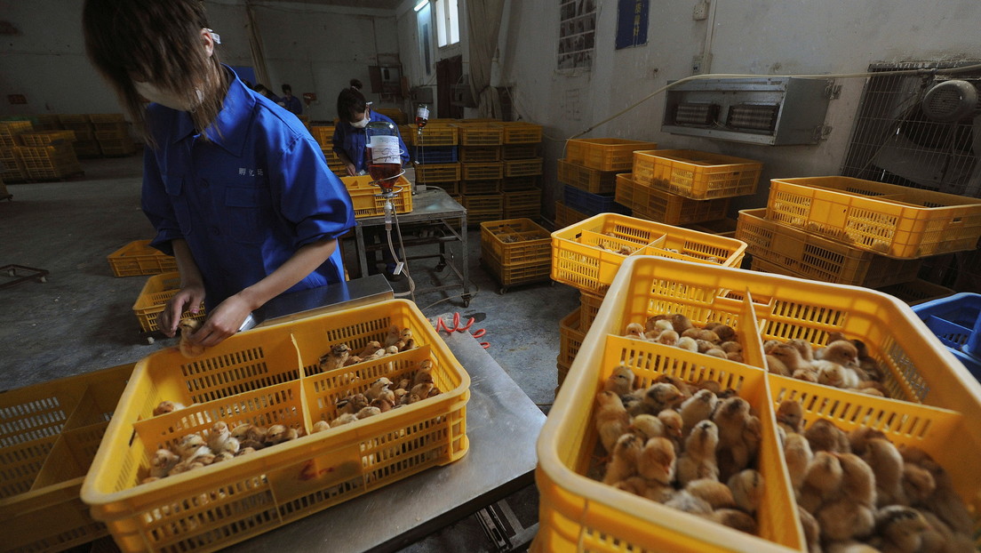 China anuncia un nuevo caso de infección en humanos por la gripe aviar