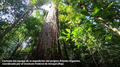 En busca de árboles gigantes escondidos en las profundidades de la Amazonía  (VIDEO) - RT