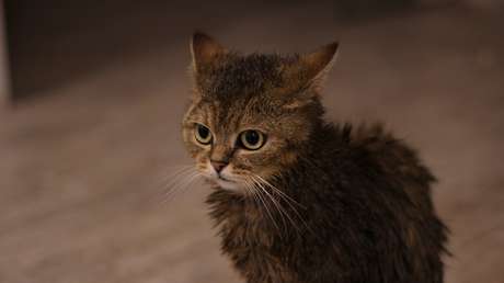 Arrestan a un hombre en Japón por publicar un video en el que hace nadar a su gato en una bañera