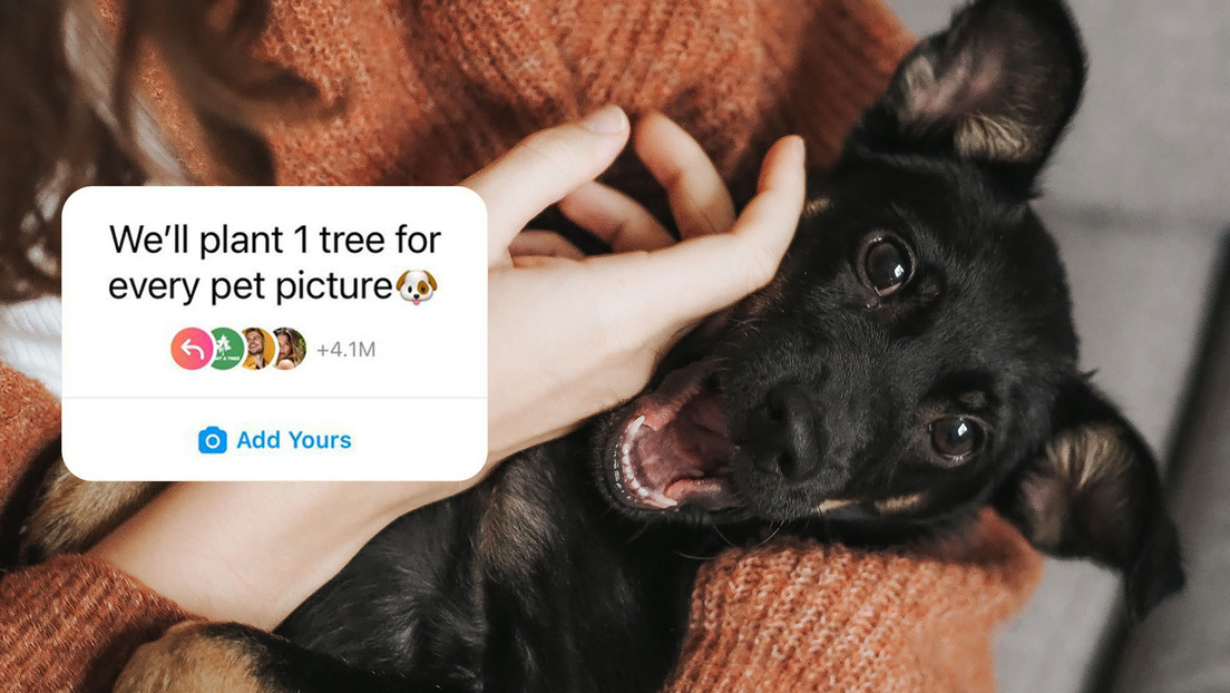 Se viraliza en Instagram una campaña que promete plantar un árbol cada vez que alguien comparta una foto de su mascota