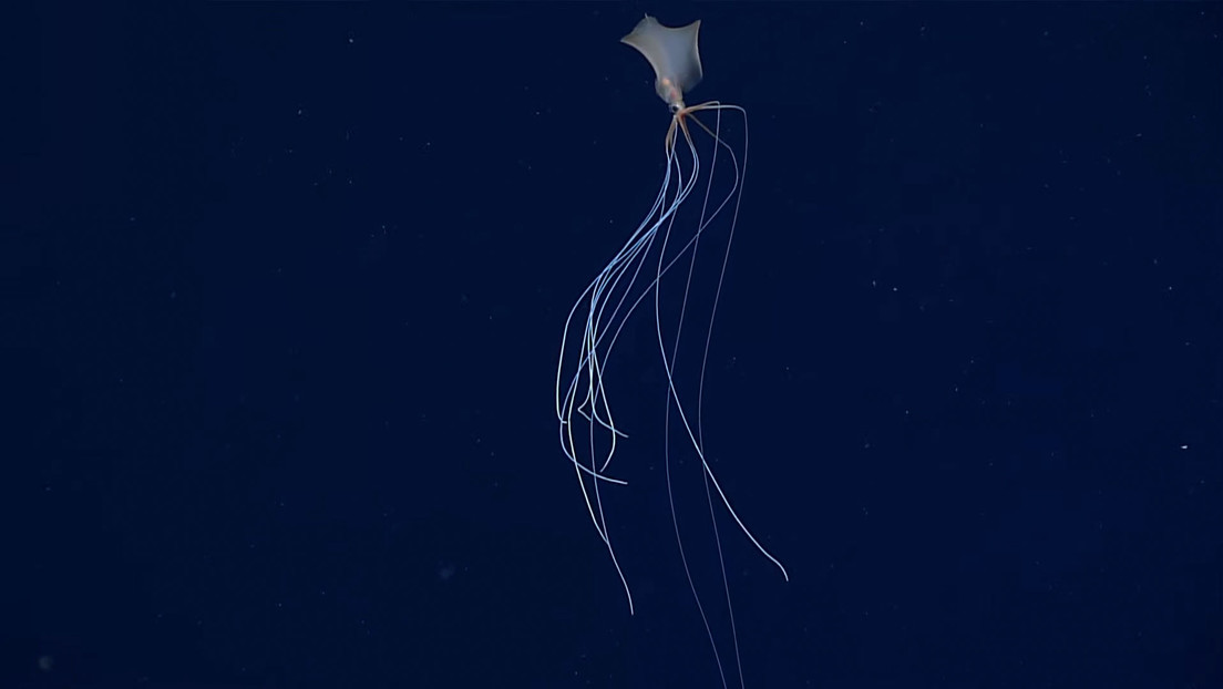 Encuentran un "fantasmal" calamar de aguas profundas a más de 2.300 metros bajo la superficie del océano (FOTOS, VIDEO)