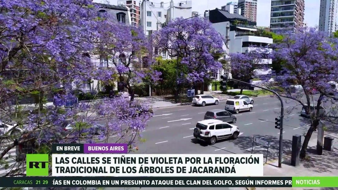 Las calles de Buenos Aires se tiñen de violeta por la floración anual de los jacarandás