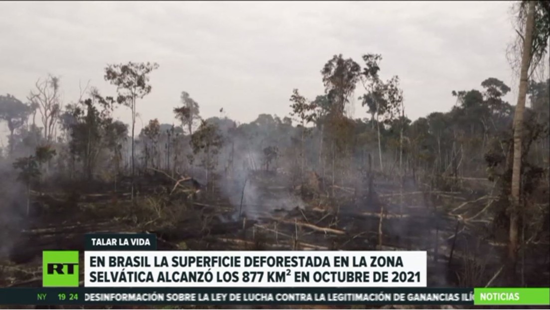 Publican alarmantes datos sobre el ritmo de deforestación de la Amazonía brasileña