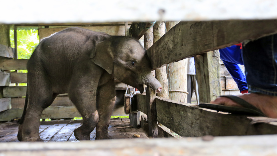 Bebé elefante pierde la mitad de su trompa tras caer en una trampa de cazadores furtivos en Indonesia