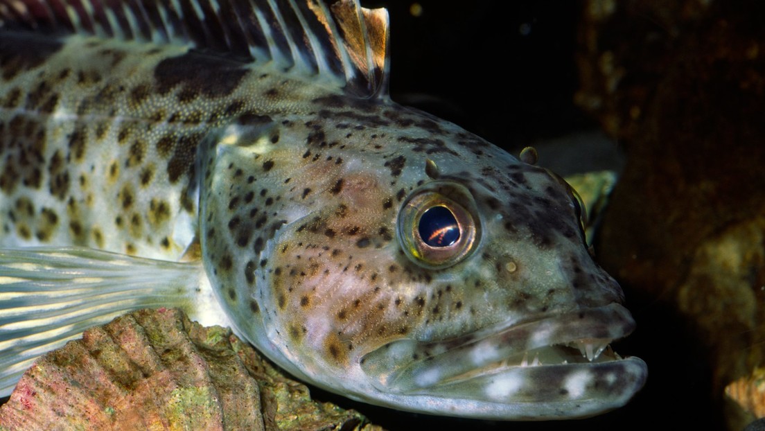 Descubren que un pez que habita en aguas del Pacífico y cuenta con más de 500 dientes, puede mudar 20 dientes cada día