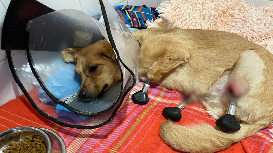 Veterinarios rusos implantan por primera vez en la historia cuatro prótesis biónicas a un perro callejero