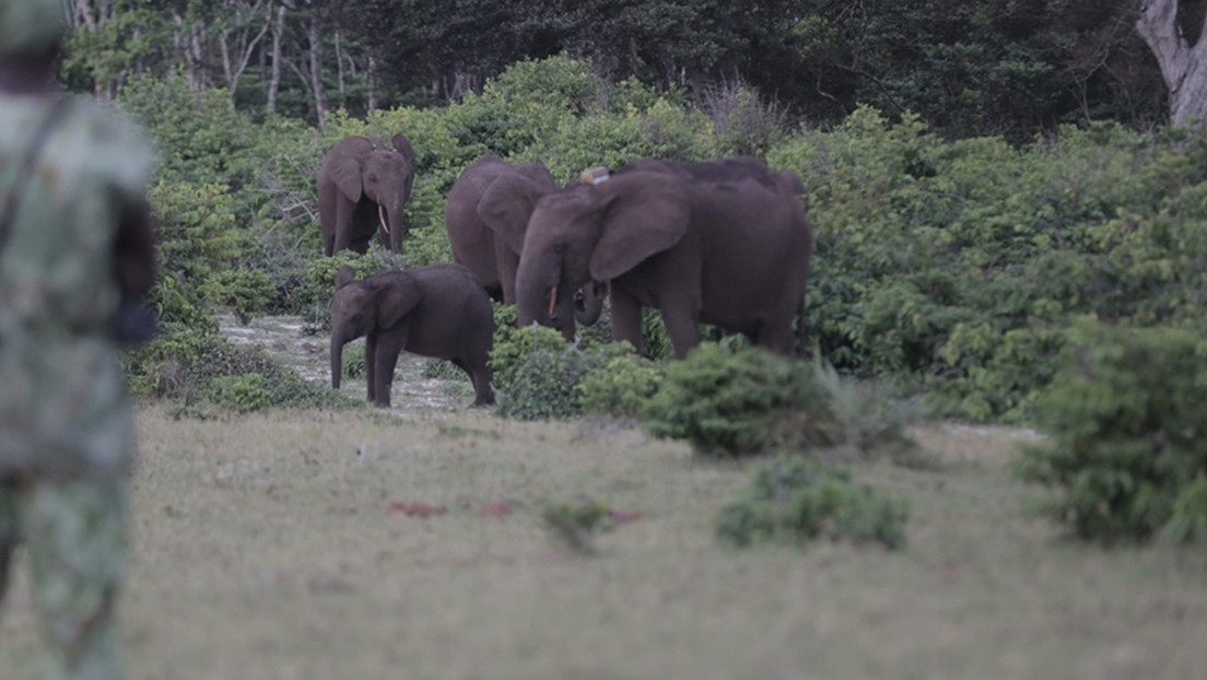 Un estudio revela que Gabón alberga 95.000 elefantes africanos de bosque, convirtiéndose en el mayor bastión de esta especie en peligro de extinción