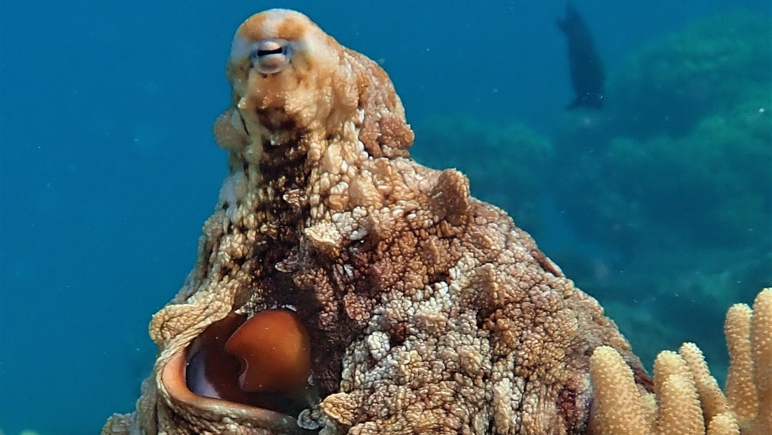 El hábitat define la inteligencia: los pulpos que habitan en arrecifes tienen un mayor desarrollo intelectual que los de aguas profundas