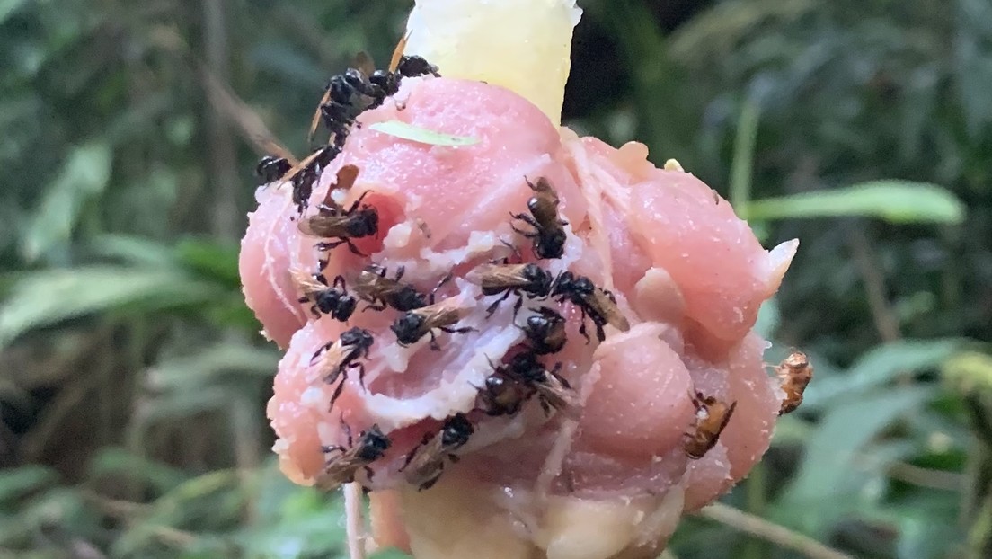 Una especie carnívora de abejas evolucionó hasta obtener un diente extra y un intestino similar al de los carroñeros