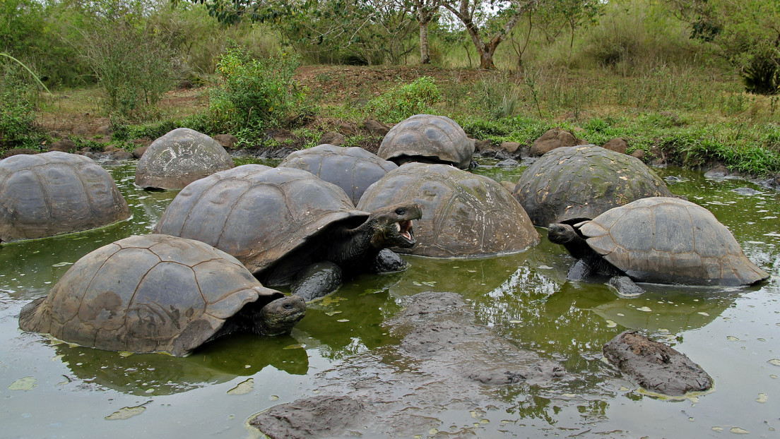 Revelan el secreto de "éxito evolutivo" de las tortugas de Galápagos y cómo se protegen de los "estragos del envejecimiento"