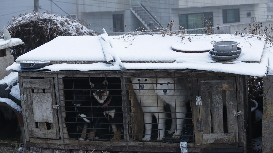 ¿Fin de la tradición?: Corea del Sur formará un grupo consultor sobre el consumo de carne de perro