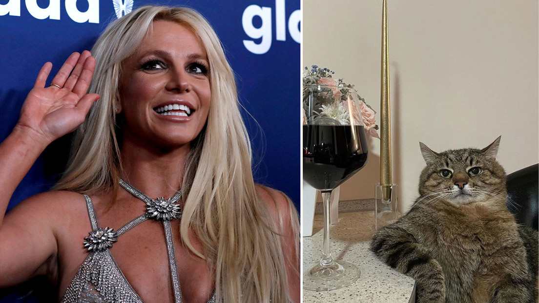 El gato Stepán conquista a Britney Spears con determinación y una copa de vino tinto