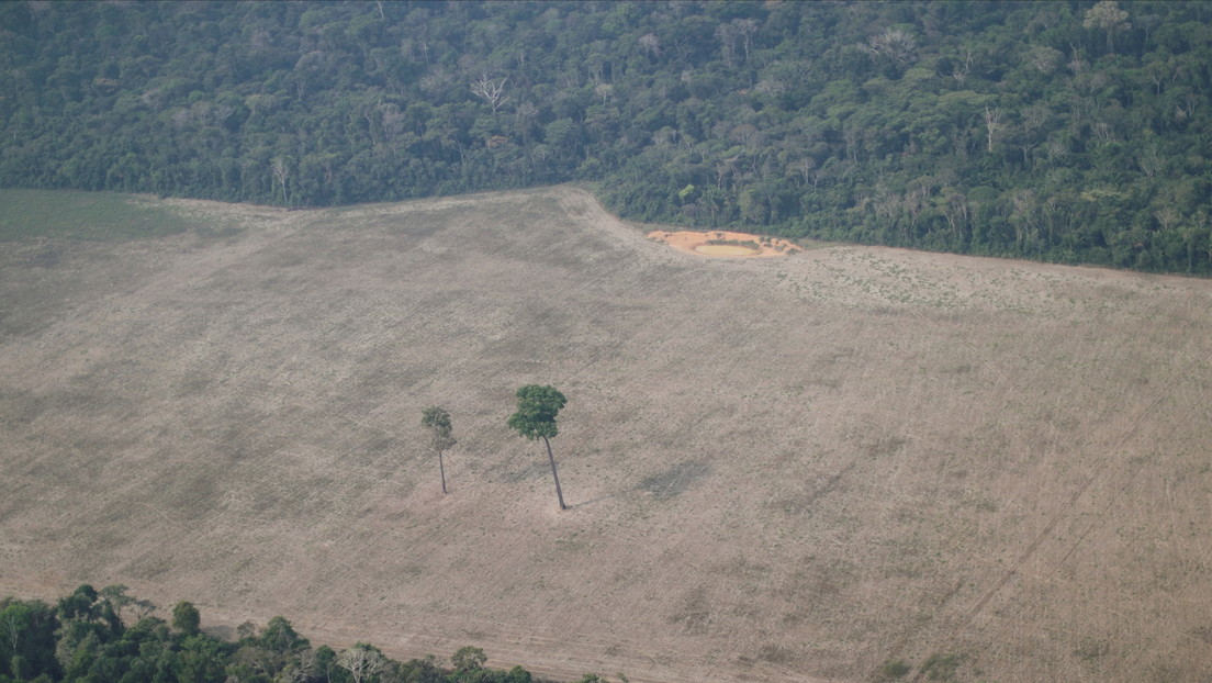 Una investigación acusa a más de 100 marcas de moda por la deforestación en la Amazonía