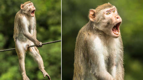 FOTOS: El concurso de las imágenes más cómicas de la vida silvestre del 2021 ya tiene su ganador