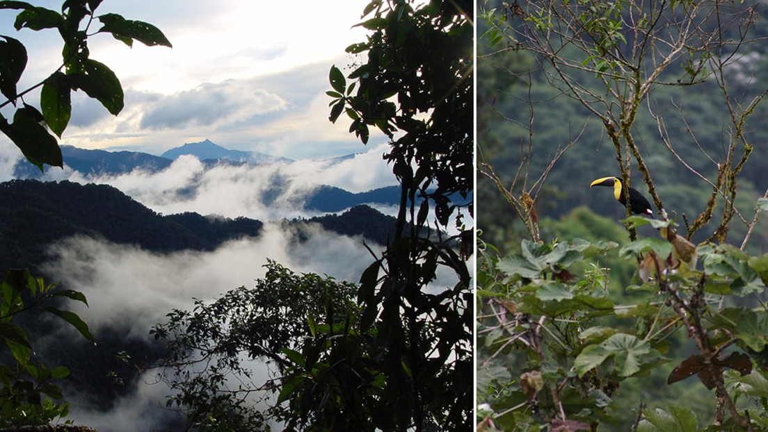 Corte Constitucional de Ecuador frena un proyecto minero en un bosque protector al declarar la "vulneración de los derechos de la naturaleza"