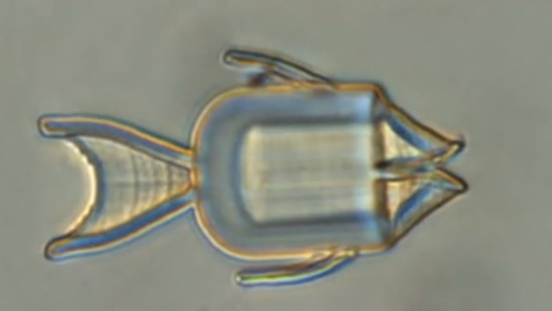 Desarrollan microrrobots con forma de pez capaces de suministrar fármacos de quimioterapia directamente a las células cancerosas