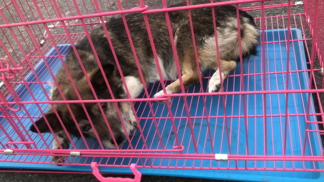 Autoridades chinas realizan redadas y destruyen mataderos donde se producía carne de perro