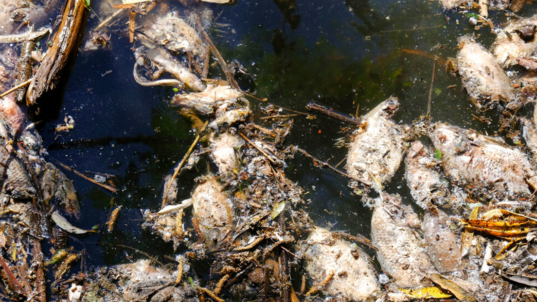"Se han retirado 80 toneladas de peces muertos": Derrame de millones de litros de subproducto de tequila contamina una presa en México