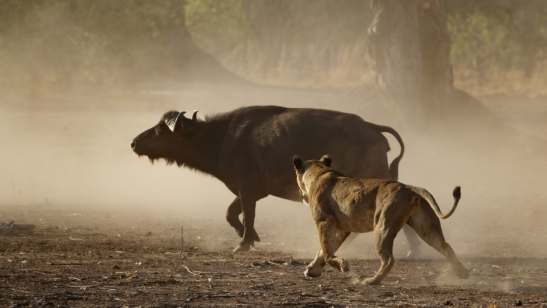 VIDEO: Captan un enfrentamiento entre leones y una manada de búfalos parecido a la escena de 'El rey león', pero con un desenlace distinto